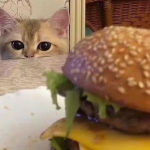 小泬BBBBBB免费看
